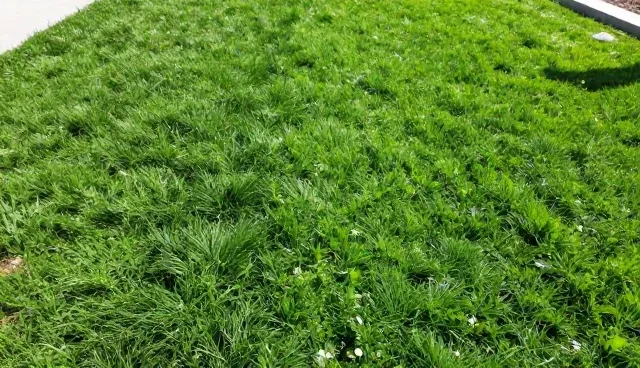 农产品种植过程中施肥量是否越多越好?